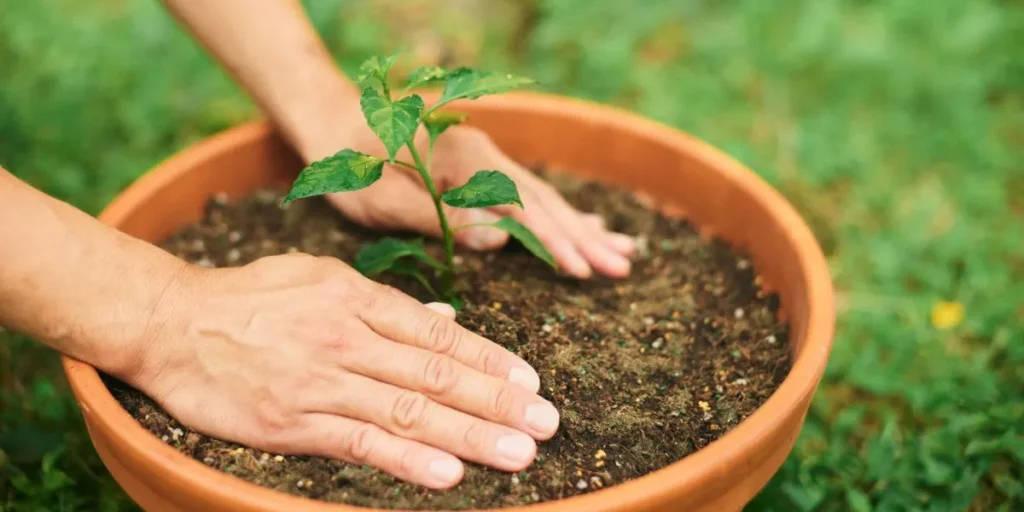 Online Courses for Housewives