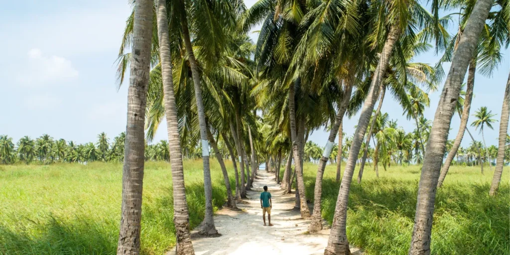 Coconut Business Ideas