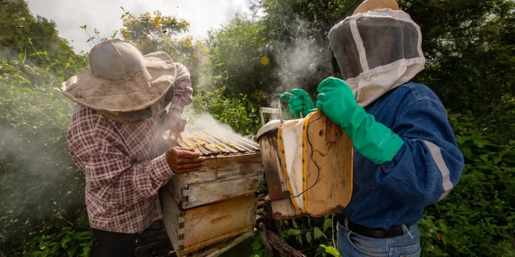 Beekeeping - Business Ideas in Assam
