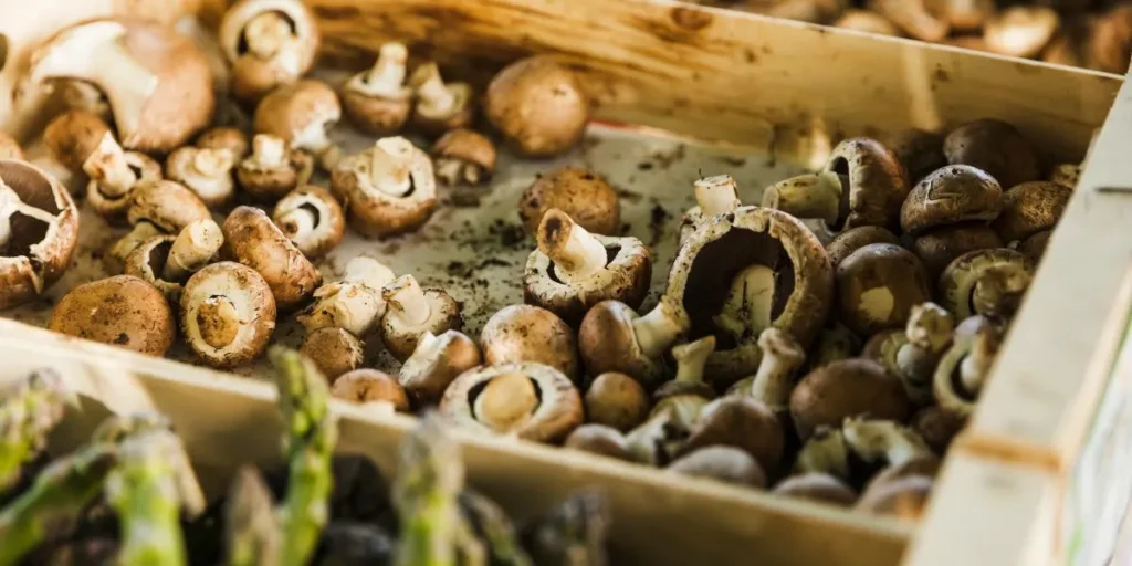 Mushroom Cultivation - Business Ideas in Assam