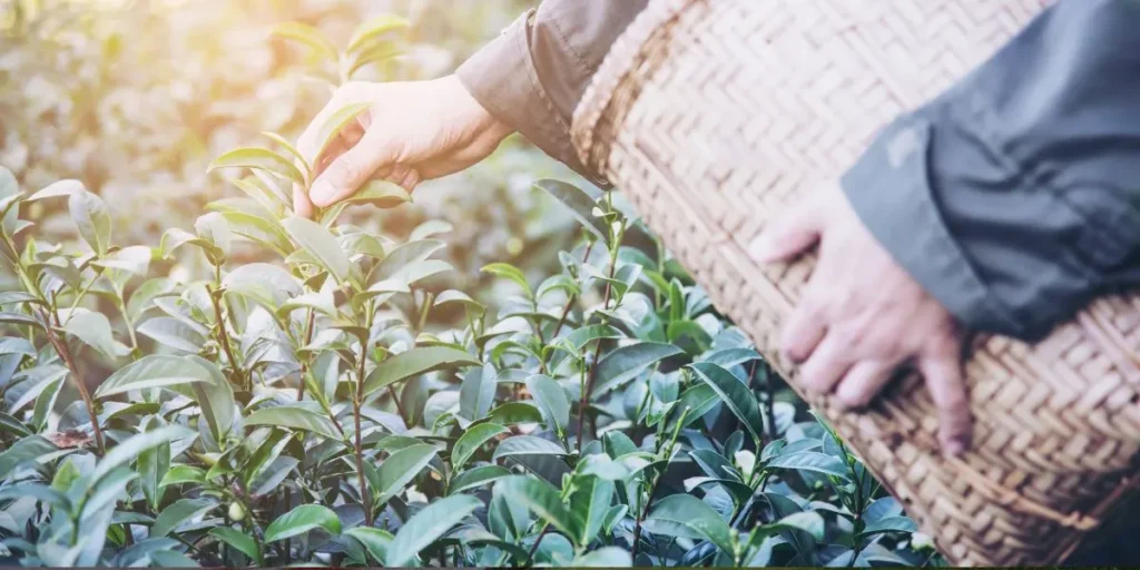 Organic Tea Business - Business Ideas in Assam